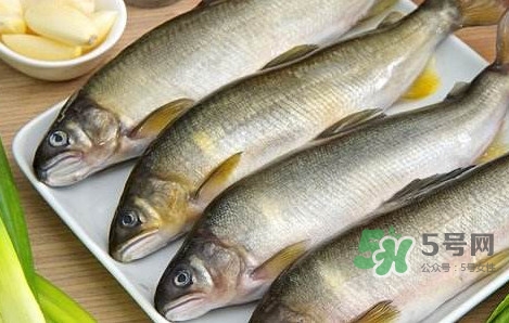 鰣魚與香魚怎么區(qū)分？鰣魚與香魚的區(qū)別