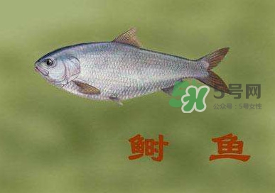 鰣魚和響魚是兩種魚嗎？鰣魚和鯽魚的區(qū)別