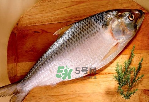 鰣魚怎么做好吃？鰣魚怎么處理