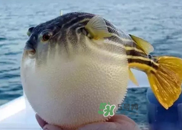 河豚魚是海鮮嗎？河豚魚是淡水魚嗎