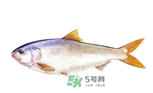 鰣魚的魚鱗能吃嗎？鰣魚為什么不去魚鱗