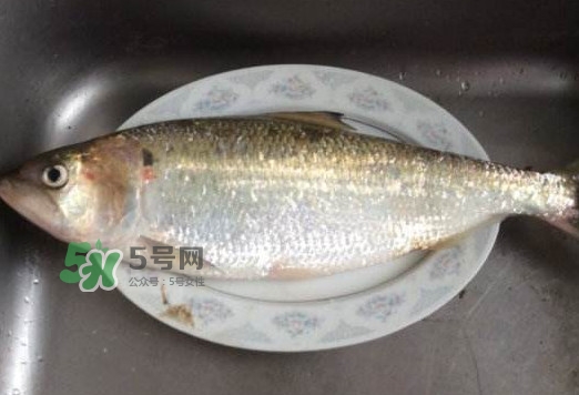 鰣魚怎么讀？鰣魚是什么魚