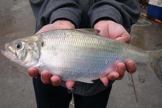 鰣魚是海魚還是淡水魚？鰣魚是發(fā)物嗎