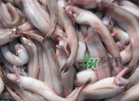 龍頭魚可以冷凍嗎？龍頭魚怎么保存