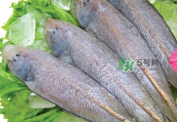 龍利魚(yú)有刺嗎？龍利魚(yú)有魚(yú)鱗嗎