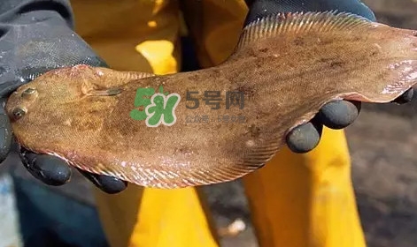 龍利魚(yú)是淡水魚(yú)嗎？龍利魚(yú)是巴沙魚(yú)嗎