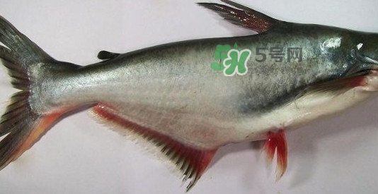 龍利魚(yú)是淡水魚(yú)嗎？龍利魚(yú)是巴沙魚(yú)嗎