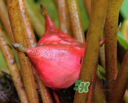 紅菱怎么吃？吃紅菱有什么好處？