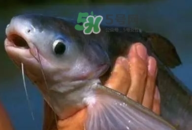 巴沙魚是鯰魚嗎？巴沙魚是海魚嗎