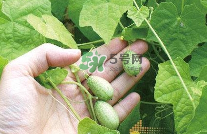 拇指西瓜什么時候種植最好？拇指西瓜哪里可以買到