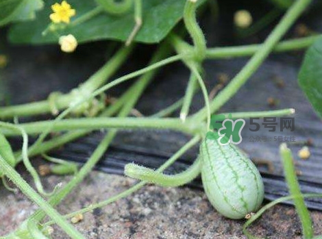 拇指西瓜什么時候種植最好？拇指西瓜哪里可以買到