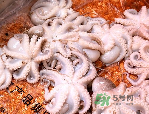 八爪魚可以冷凍嗎？八爪魚可以放冰箱嗎？