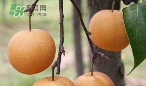 梨子什么時候吃最好？梨子什么時候成熟