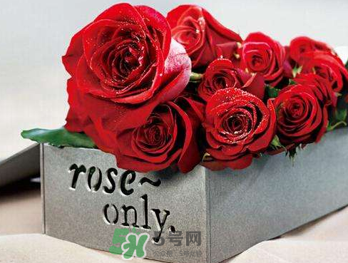 roseonly怎么樣？roseonly好看嗎？