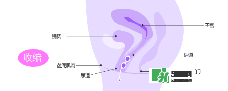 lelo露娜球如何使用方法？露娜球使用感受