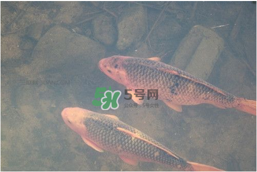 八月份釣魚用什么料好？八月份釣什么魚？