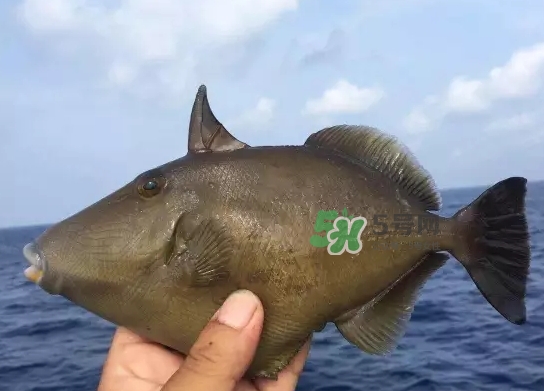 剝皮魚(yú)是什么魚(yú)？剝皮魚(yú)是深海魚(yú)嗎