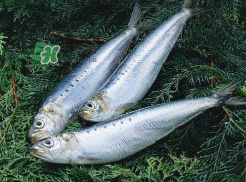 沙丁魚(yú)和秋刀魚(yú)有什么不一樣？秋刀魚(yú)和沙丁魚(yú)的區(qū)別