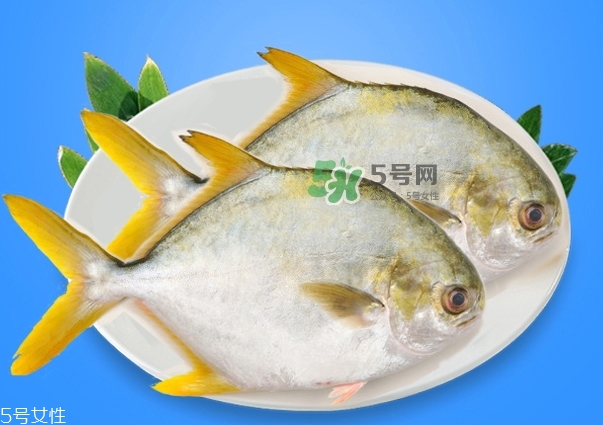 金鯧魚的營養(yǎng)價值 金鯧魚的功效作用