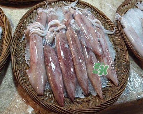 新鮮魷魚怎么處理？魷魚怎么清洗？