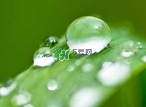 白露可以種什么菜？白露過后能種植什么蔬菜？