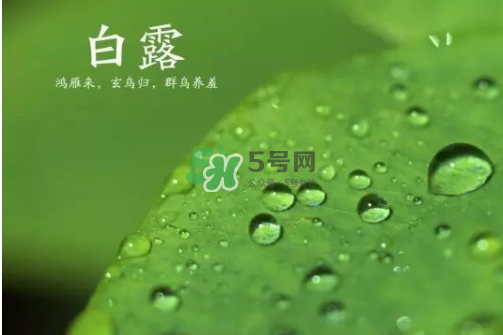 白露可以種什么菜？白露過后能種植什么蔬菜？