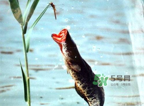 九月份可以釣黑魚嗎？9月份可以釣黑魚嗎？