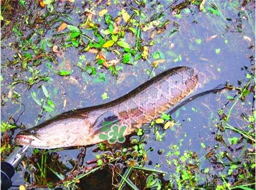 九月份可以釣黑魚嗎？9月份可以釣黑魚嗎？