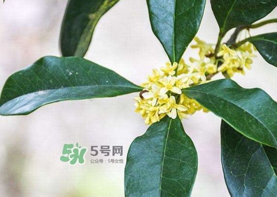 桂花樹種在院子哪里好？桂花樹種在家門口好嗎