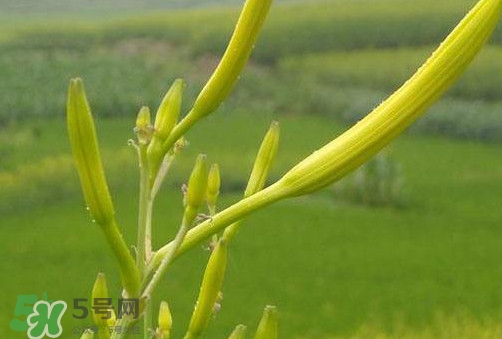 黃花菜是植物的什么部分？黃花菜要去芯嗎？