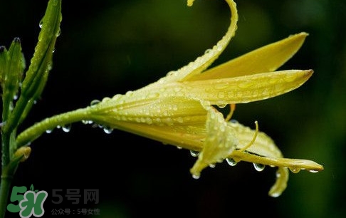 黃花菜什么時(shí)候種植？黃花菜什么時(shí)候采摘好