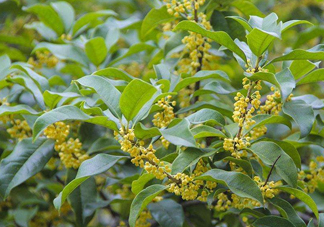 桂花樹種在院子哪里好？桂花樹種在家門口好嗎