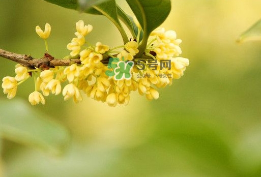 家里為什么不能種桂花？桂花為什么不能栽在家里