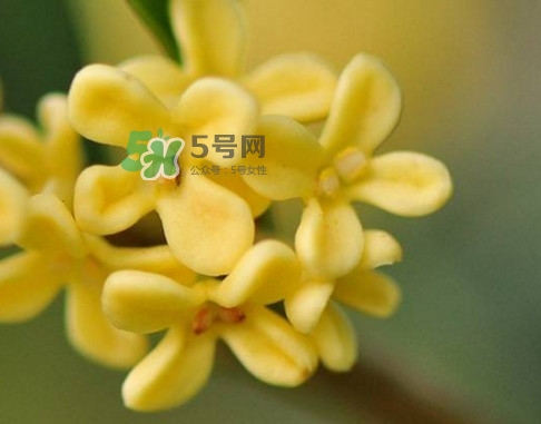 家里為什么不能種桂花？桂花為什么不能栽在家里