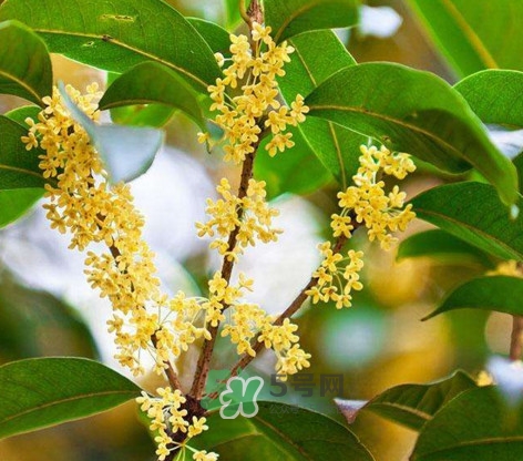 桂花樹種在院子哪里好？桂花樹種在家門口好嗎