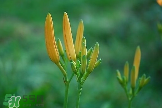 黃花菜什么時(shí)候種植？黃花菜什么時(shí)候采摘好