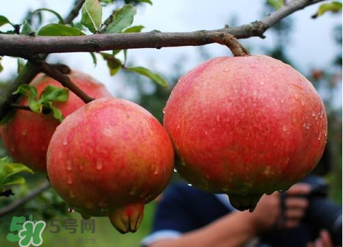 突尼斯軟籽石榴營(yíng)養(yǎng)價(jià)值 ?軟籽石榴的功效與作用