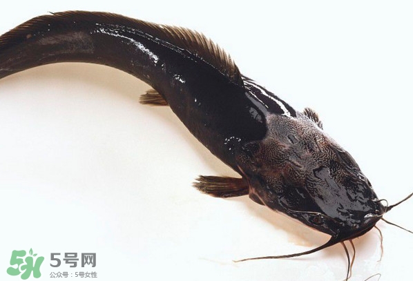 黑魚厲害還是鯰魚厲害？黑魚是世界上最臟的魚