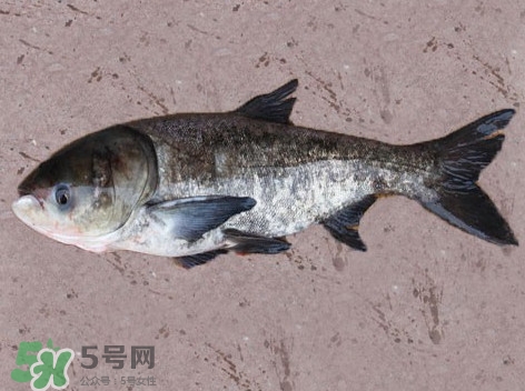 花鰱魚是海鮮嗎？花鰱魚是淡水魚嗎