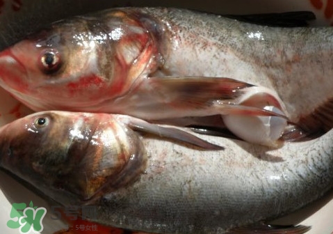 花鰱魚是海鮮嗎？花鰱魚是淡水魚嗎