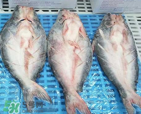 巴沙魚是什么魚？巴沙魚吃什么東西？