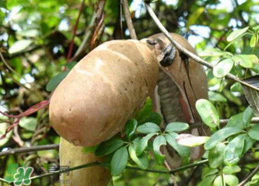 八月瓜適合哪里種植？八月瓜的種植技術(shù)