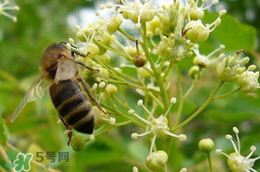 椴樹(shù)蜜是什么顏色？椴樹(shù)蜜是白色的嗎