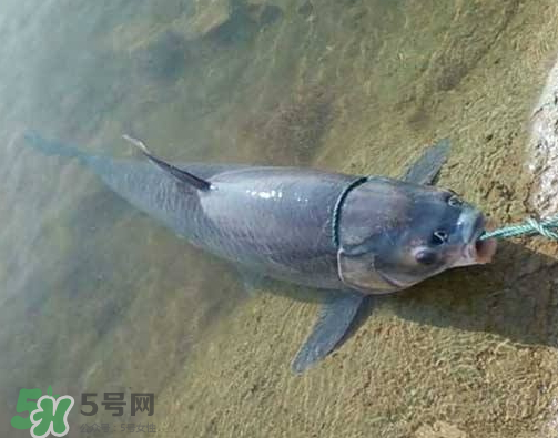 青魚(yú)怎么釣？釣青魚(yú)用什么餌料最好？