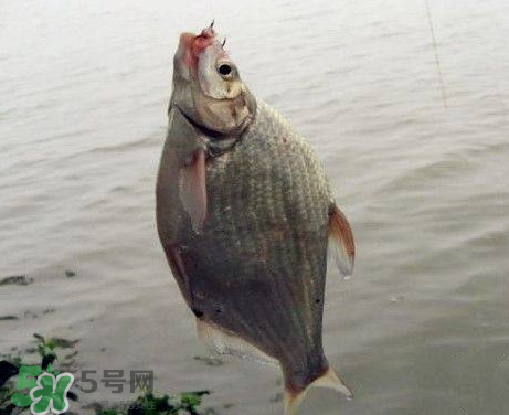 武昌魚怎么釣？釣武昌魚用什么餌料？