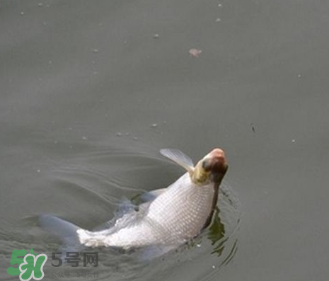 武昌魚怎么釣？釣武昌魚用什么餌料？