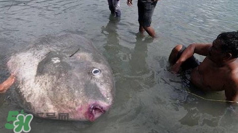 翻車魚(yú)能吃嗎？翻車魚(yú)有毒嗎