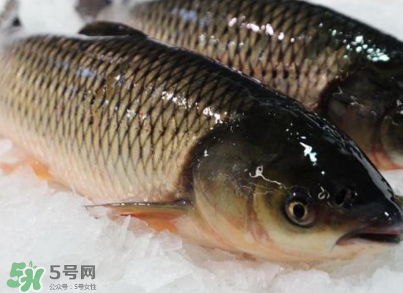 鯇魚是什么魚？鯇魚是怎樣來的