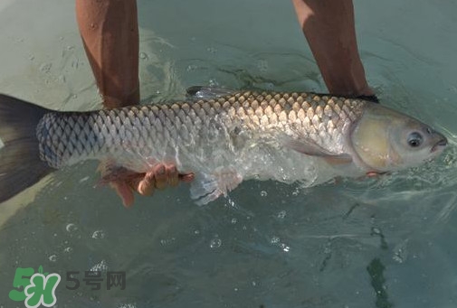 脆肉鯇是草魚(yú)嗎？脆肉鯇和草魚(yú)有什么區(qū)別