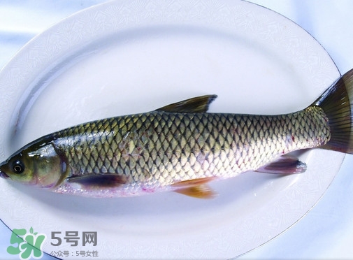 鯇魚是什么魚？鯇魚是怎樣來的